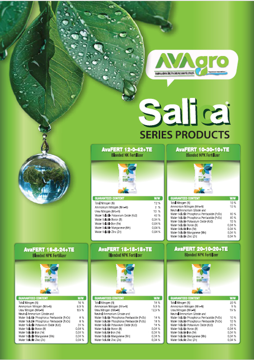 Salica İngilizce Katalog
